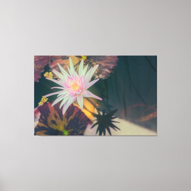 Pink Water Lily in the Pond Canvas Print (Front)