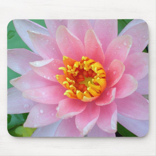 Pink Water Lily Mousepad (Front)
