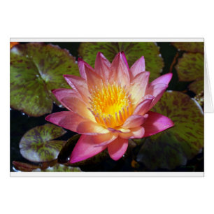 Pink Water Lily Photograph Greeting Card