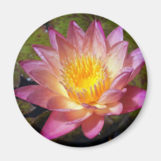 Pink Water Lily Photograph Magnet