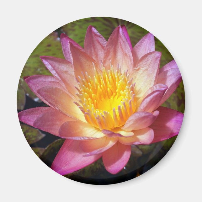 Pink Water Lily Photograph Magnet (Front)