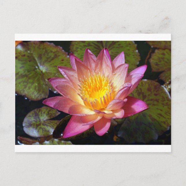 Pink Water Lily Photograph Postcard (Front)