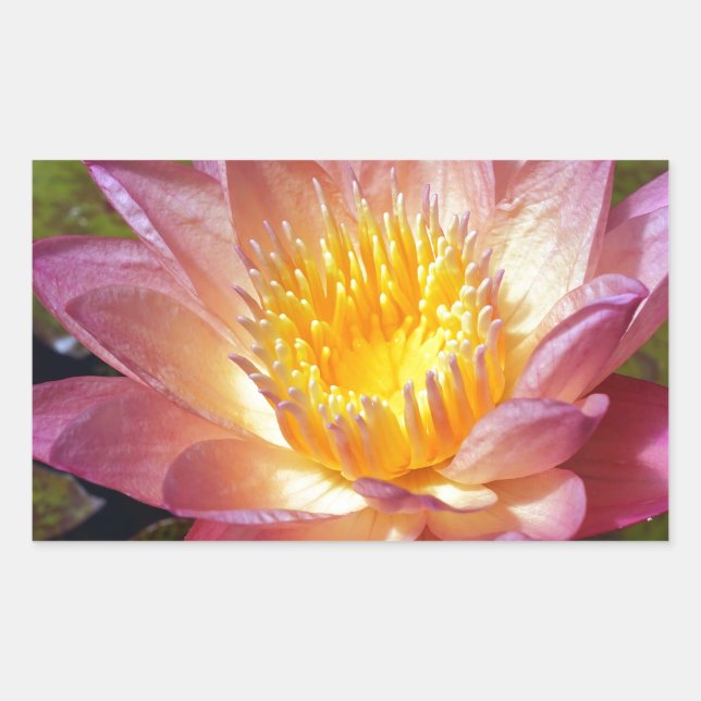 Pink Water Lily Photograph Rectangular Sticker (Front)