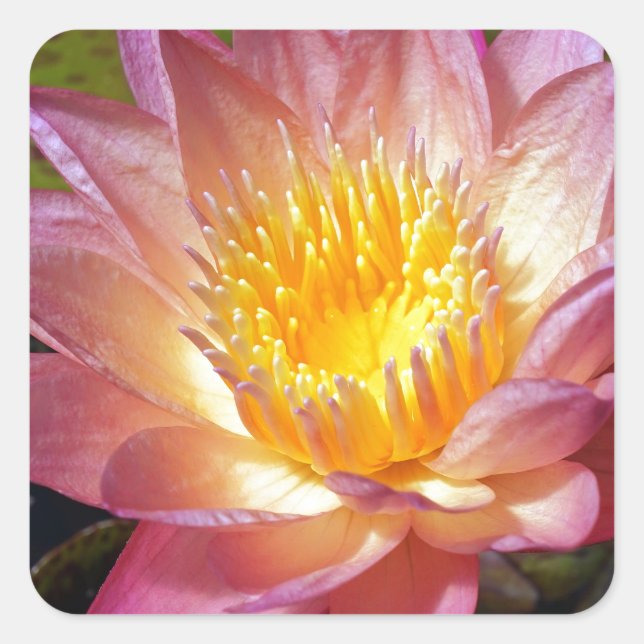 Pink Water Lily Photograph Square Sticker (Front)