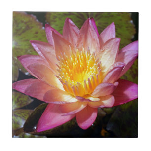 Pink Water Lily Photograph Tile
