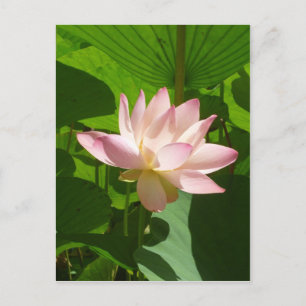Pink Water Lily Postcard
