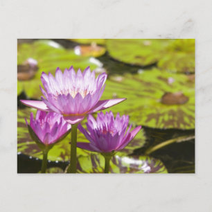 pink water lily postcard