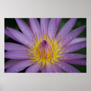 Pink Water Lily Poster