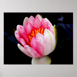 Pink Water Lily Poster