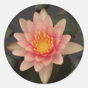 Pink Water Lily v1 Sticker