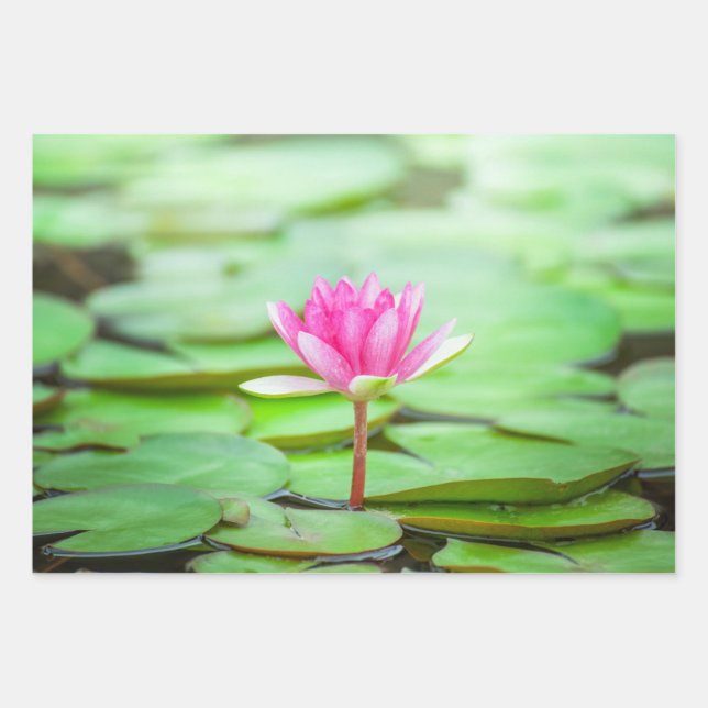 Pink Water Lily Wrapping Paper Sheet (Front)