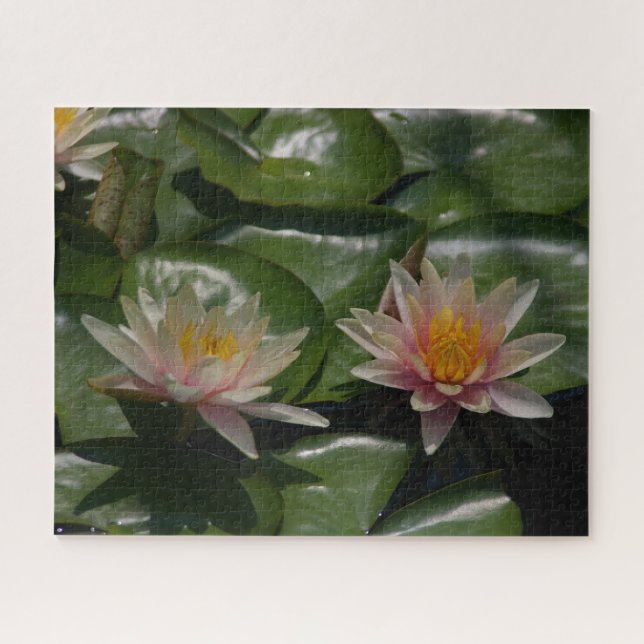 Pink Waterlilies Jigsaw Puzzle (Horizontal)