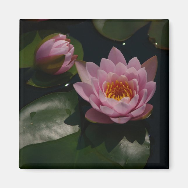 Pink Waterlilies Magnet (Front)