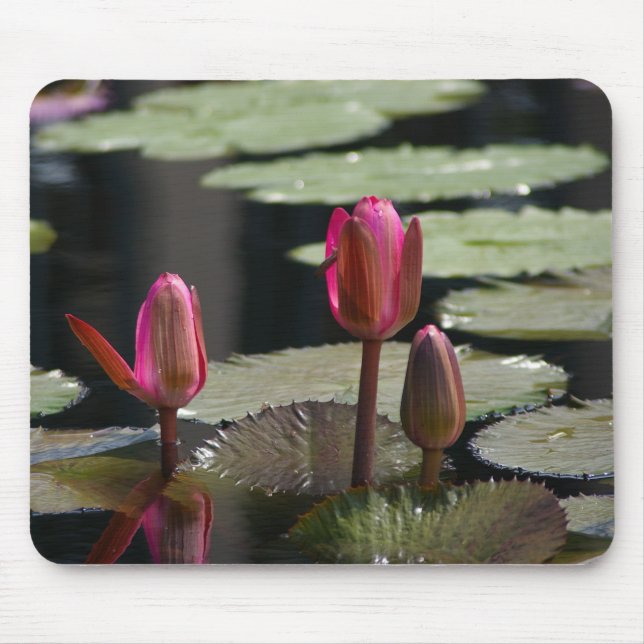 Pink Waterlilies Mouse Mat (Front)