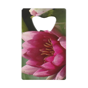 Pink waterlily