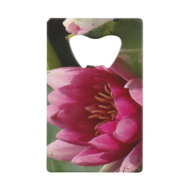 Pink waterlily (Front)