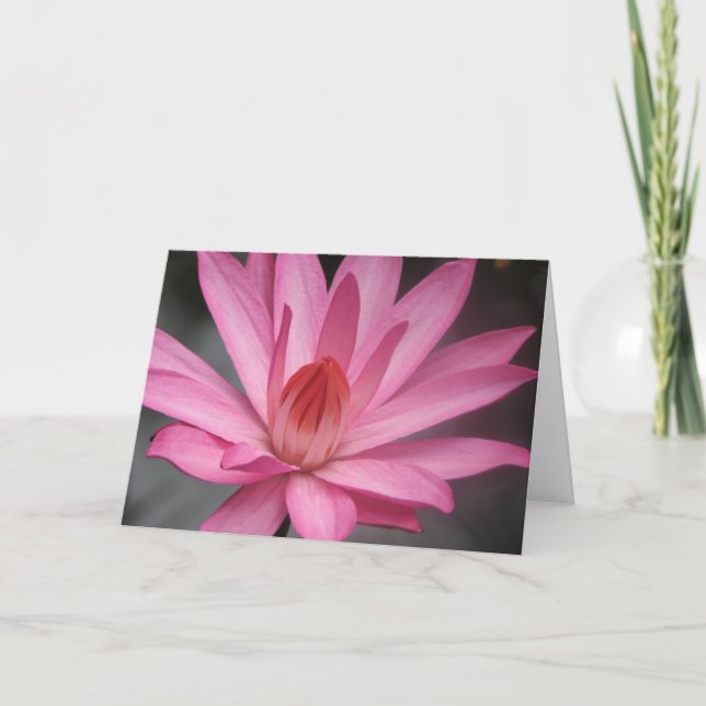 Pink Waterlily Card (Front)