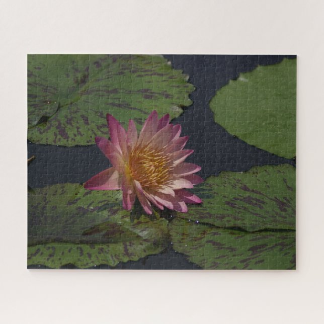 Pink Waterlily Jigsaw Puzzle (Horizontal)