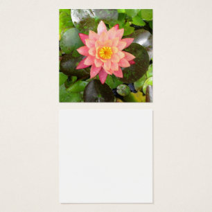 Pink waterlily photo