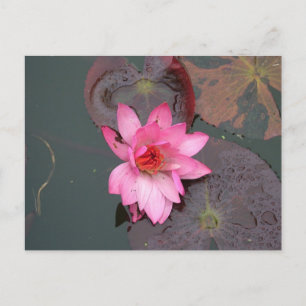 Pink Waterlily Postcard
