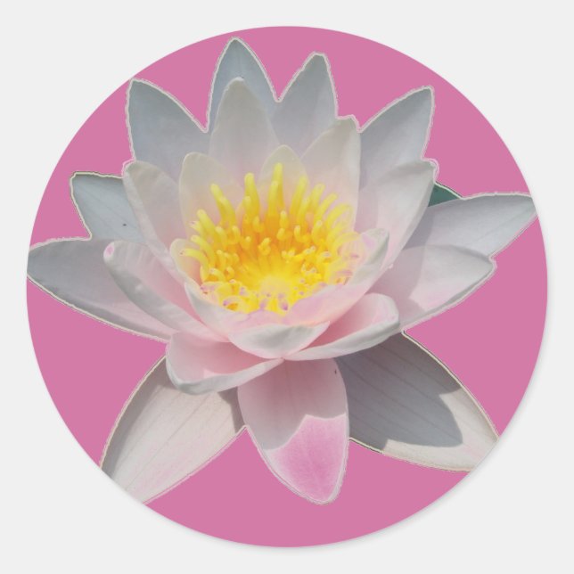 Pink Waterlily Stickers (Front)