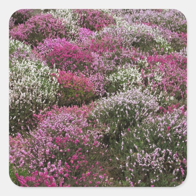 Pink, white and Purple bushes blossom Square Sticker (Front)