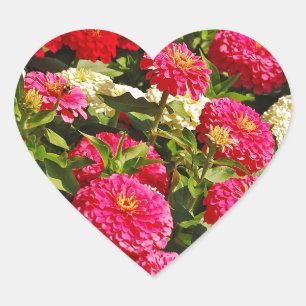 Pink, white and red zinnia flowers heart sticker