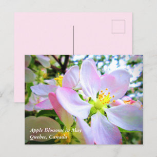 Pink White Apple Blossoms in May Canada Postcard