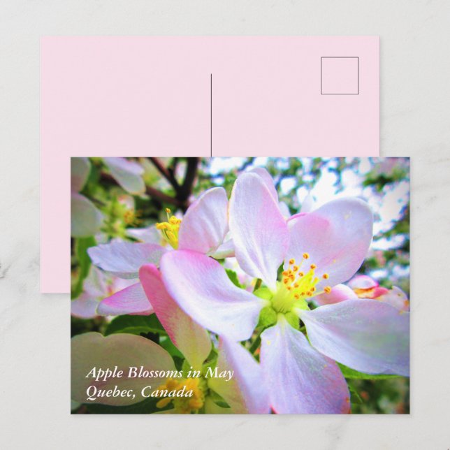 Pink White Apple Blossoms in May Canada Postcard (Front/Back)