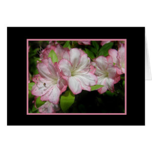 Pink & White Azalea Card