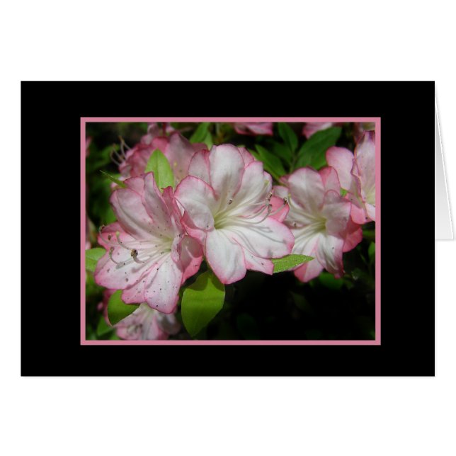 Pink & White Azalea Card (Front Horizontal)