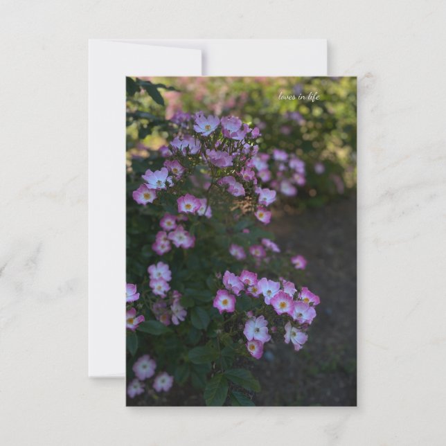 Pink & White Bush Rose Card (Front)