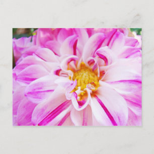 Pink White Dahlia Flower postcards Floral Garden