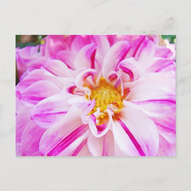 Pink White Dahlia Flower postcards Floral Garden (Front)