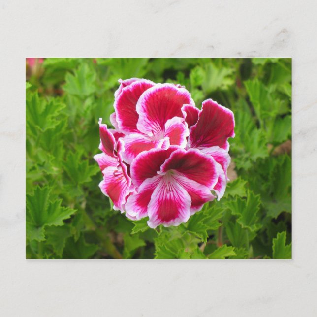 pink white flower postcard (Front)