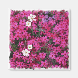 Pink & White Flowers Magnet