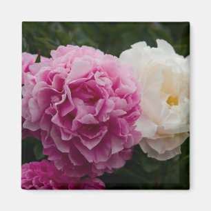 Pink & White Peonies Rosa & Weiße Pfingstrosen Magnet
