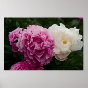 Pink & White Peonies   Rosa & Weiße Pfingstrosen Poster