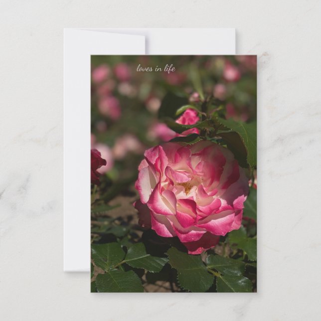 Pink & White Rose Card (Front)