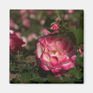 Pink & White Rose Magnet