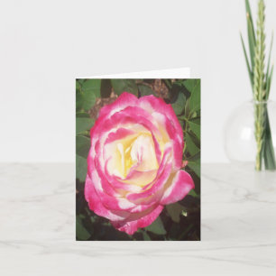 Pink White Rose Photo Folded Note Card