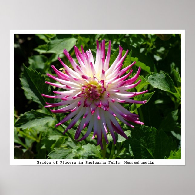 Pink-White Spikey Flower on the Bridge of Flowers Poster (Front)