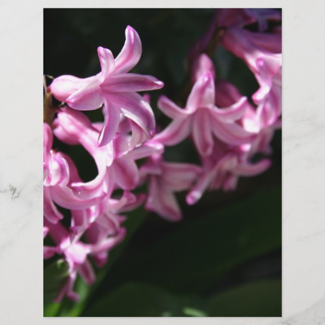Pink-White Spring Flowers (Front)