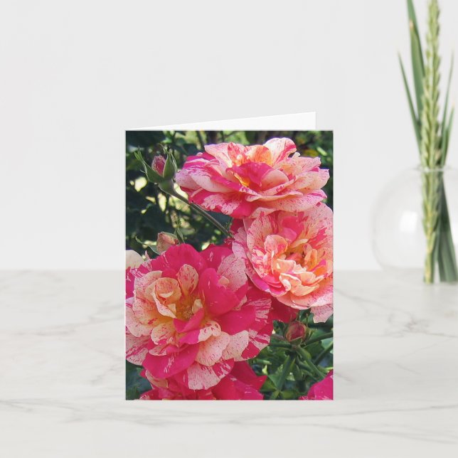 Pink White Striped Roses Blank Photo Art Note Card (Front)
