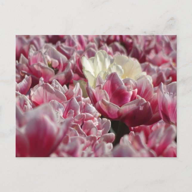 Pink White Tulips Pattern DIY Postcard (Front)