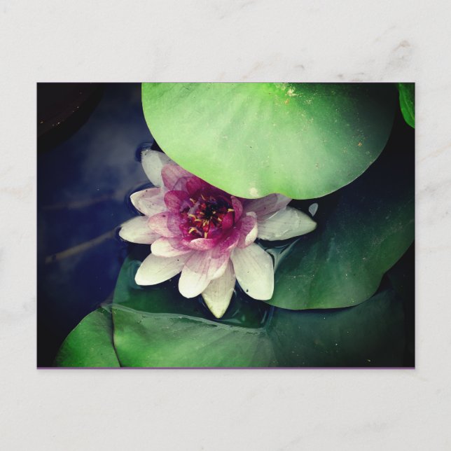 Pink , White Water Lilly Photography Postcard (Front)