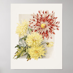 Pink, White & Yellow Vintage Chrysanthemums Poster
