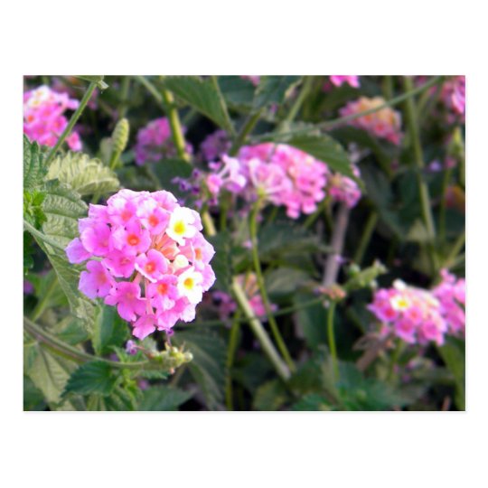 Pink Wild Flower Postcard