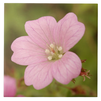 Pink Wild Geranium Tile
