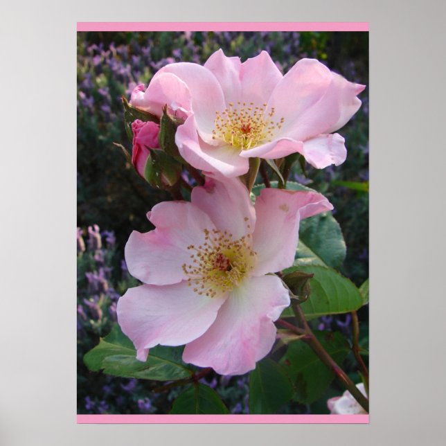 Pink Wild Rose Art Floral Flowers Photo Poster (Front)